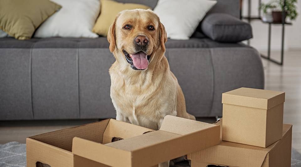 A dog surrounded by boxes in its new home