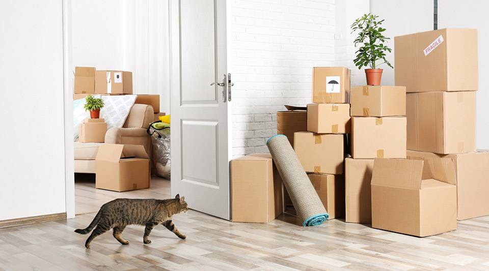 A cat walking through a new home surrounded by neatly stacked boxes