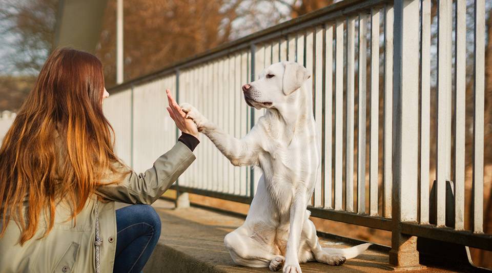 A woman and her dog giving a high five